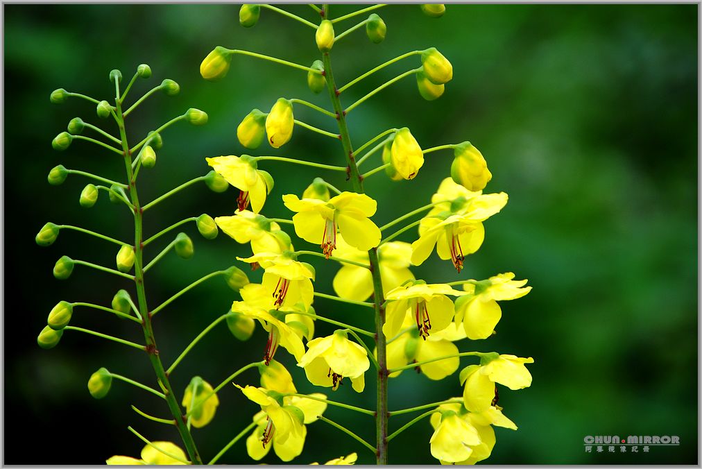 不知名的花卉。。。 摄影 资江阿春