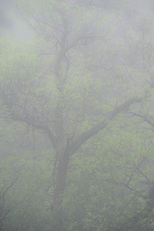 谷雨 摄影 冰雪消融