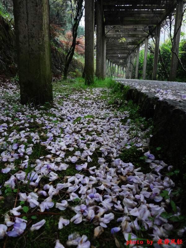 花道 摄影 夜静风轻