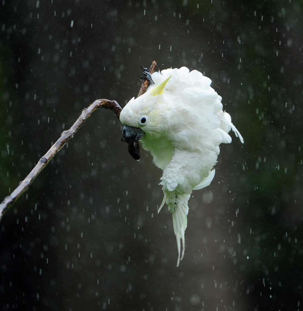 雨中漫舞的小花凤头鹦鹉 摄影 广隶701