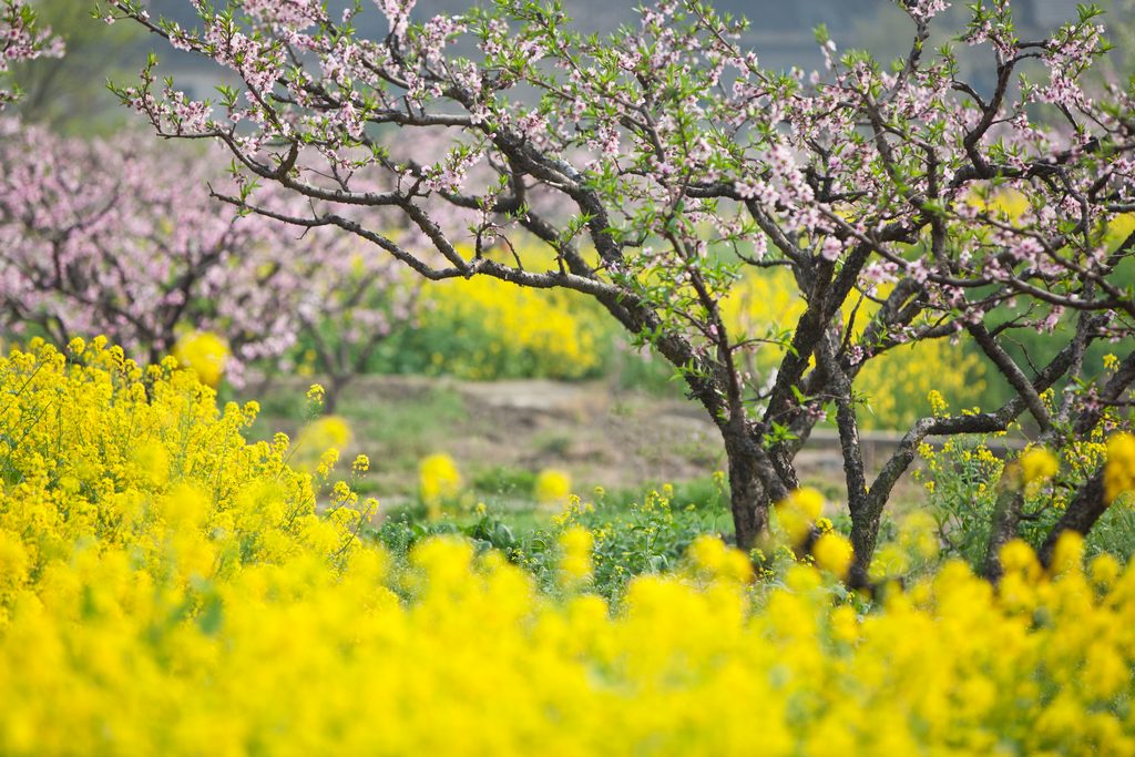 太湖春晓 — 阳山桃花红2012（037） 摄影 满世界