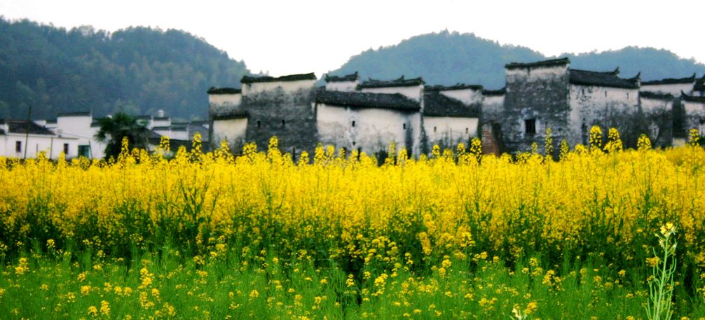 婺源油菜花又开 摄影 颖影罂