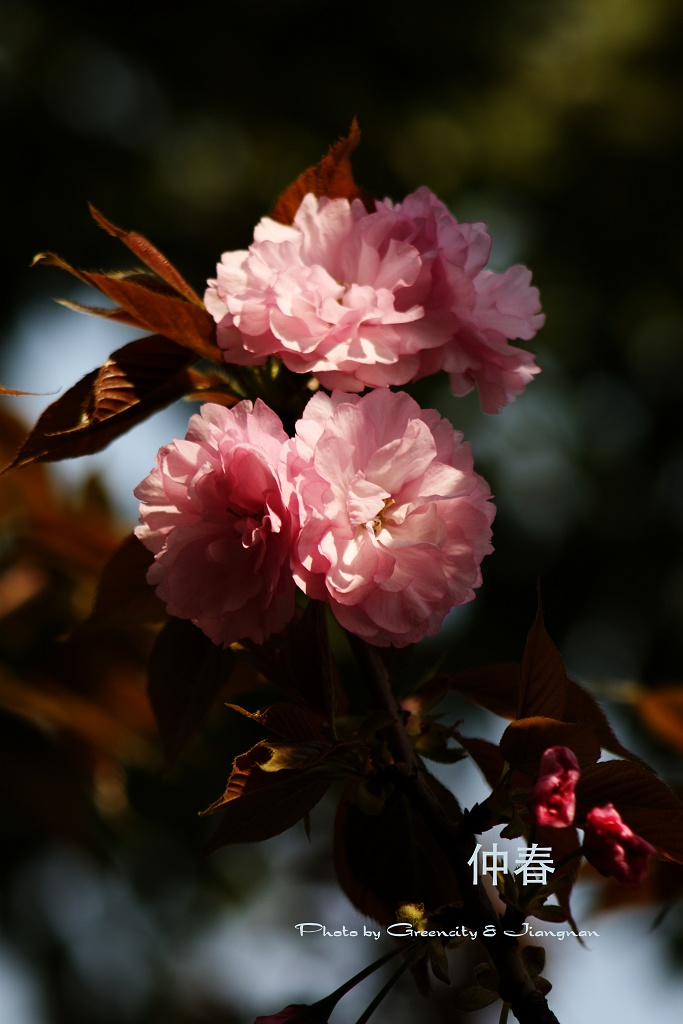 花朝 摄影 绿城江南