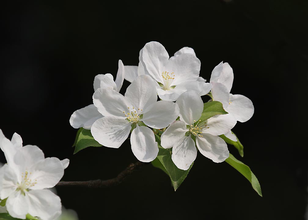 春花3 摄影 过河棋子