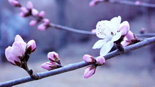 桃花盛开春满园 摄影 虎笑丛林