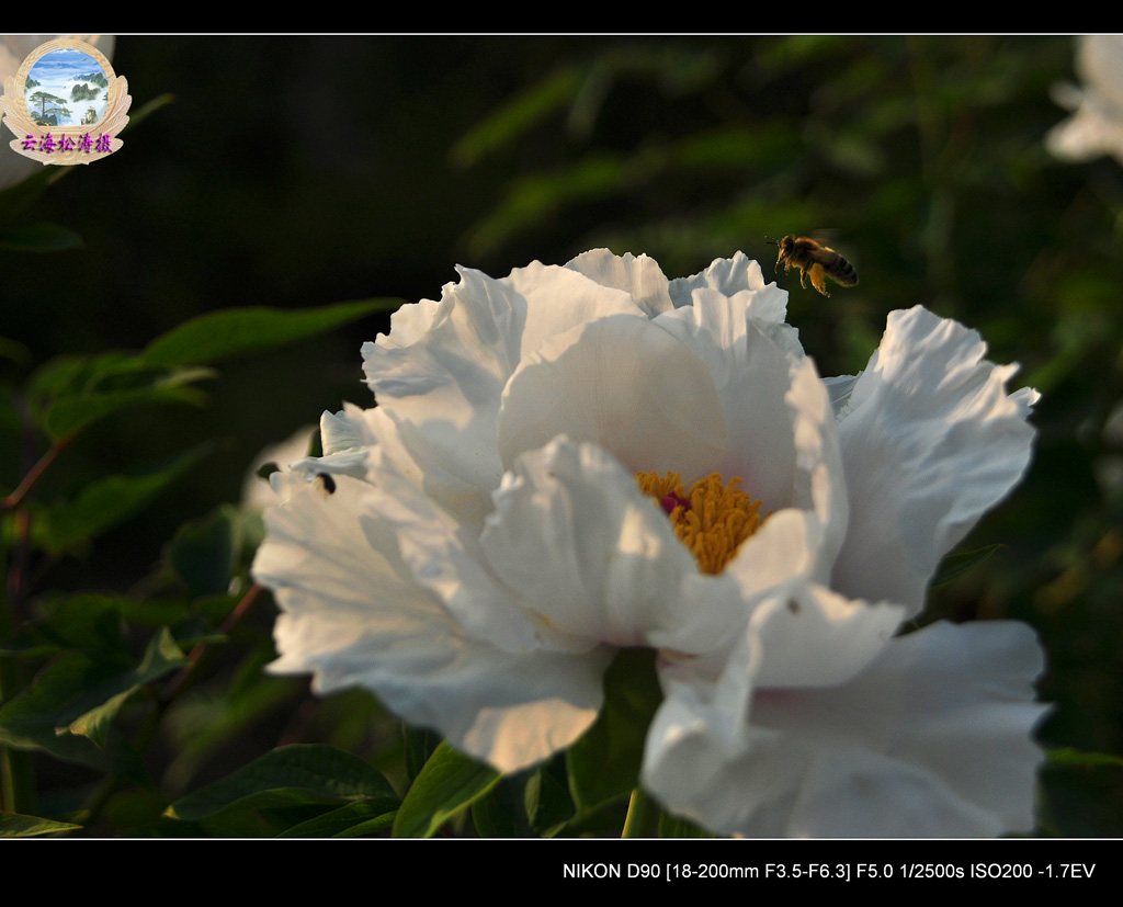 蜜蜂在行动4（点击欣赏） 摄影 云海松涛