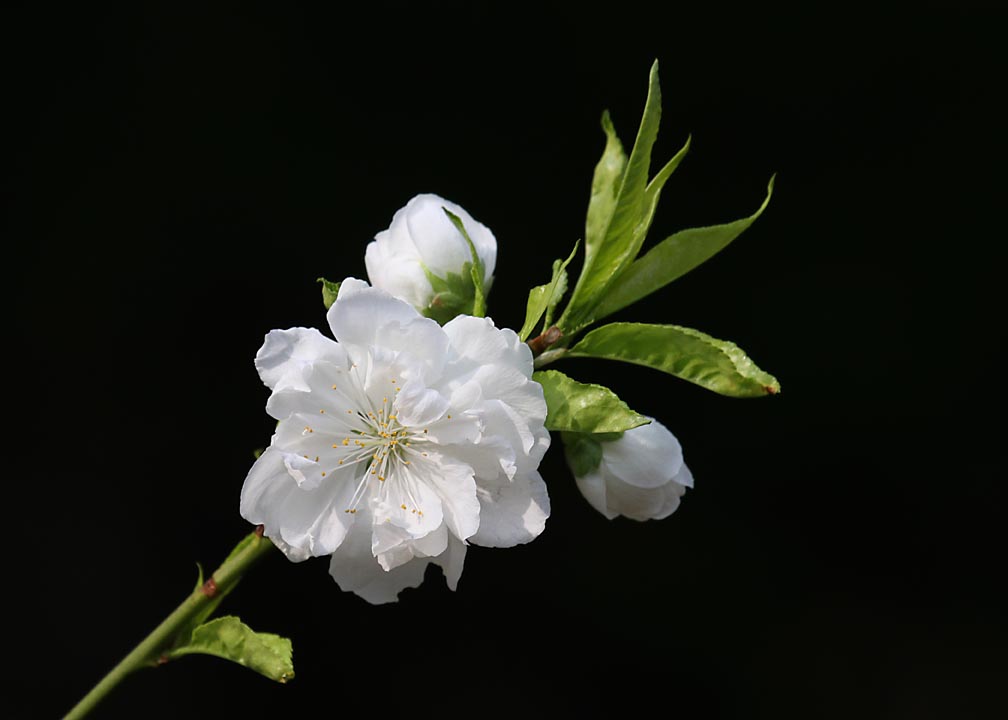 春花 摄影 过河棋子