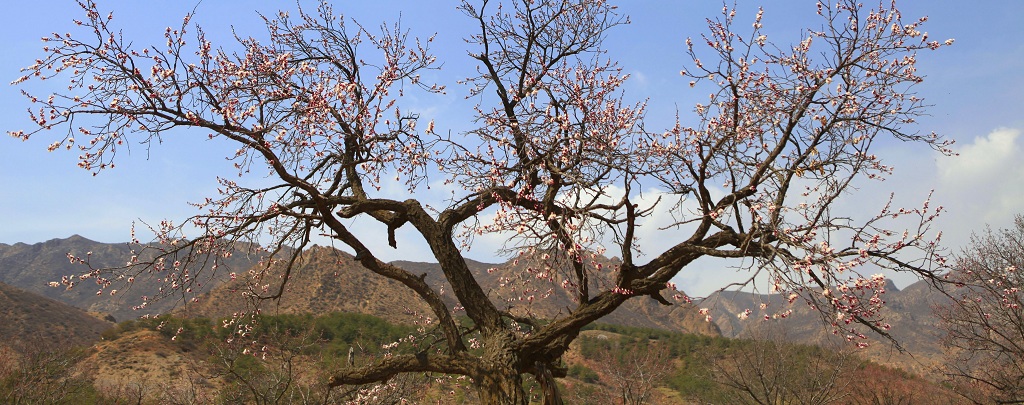 山野春色 摄影 七月虎