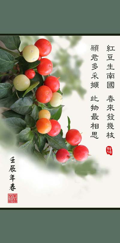 相思豆 摄影 芳草天涯