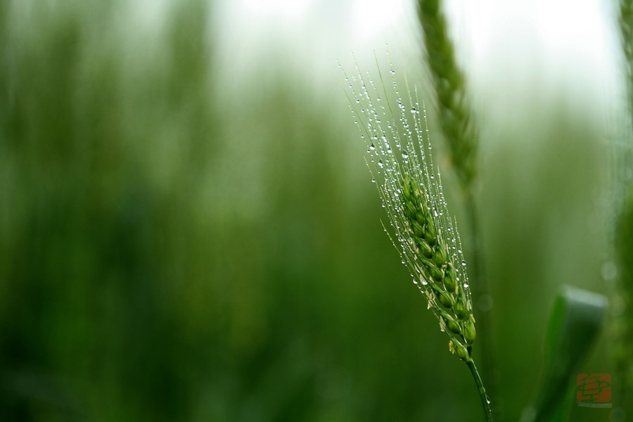 雨中的麦穗 摄影 壶溪吕岩