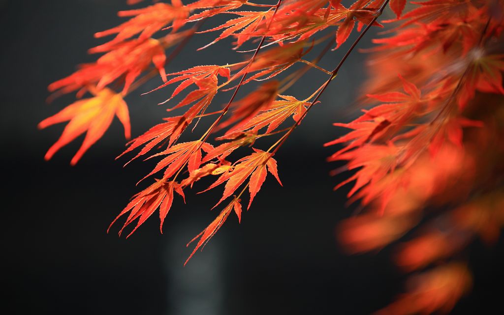 《那一抹嫣红的记忆》——点击放大 摄影 残月晓风