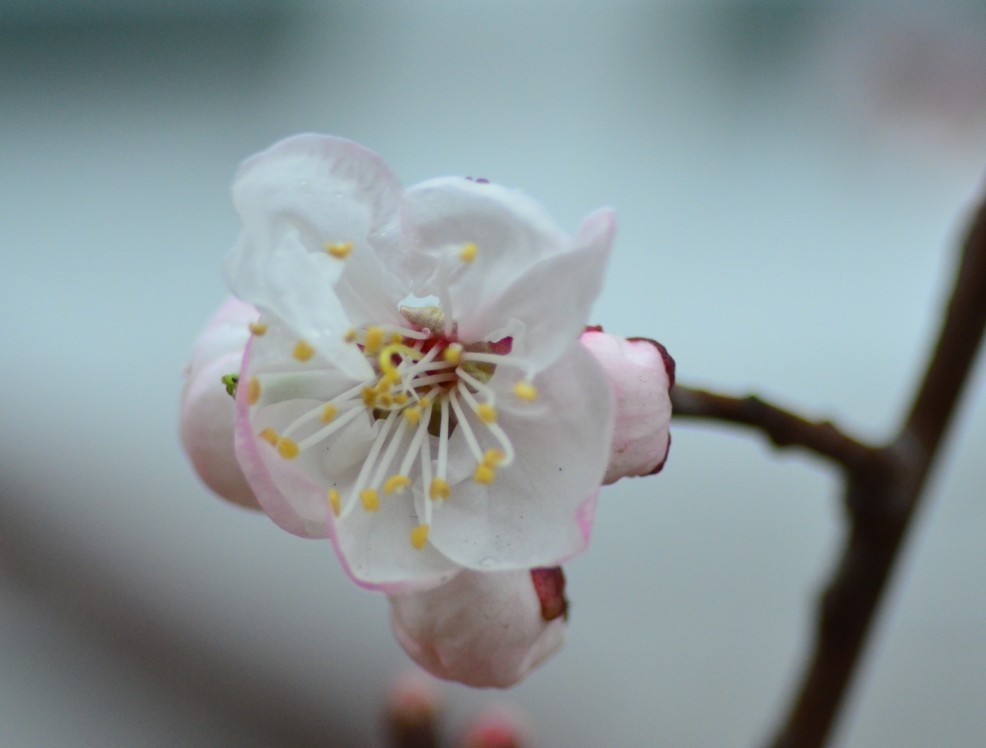 孤芳 摄影 玻璃牛