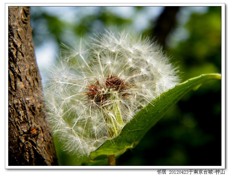 南京植物园 摄影 邻居古都