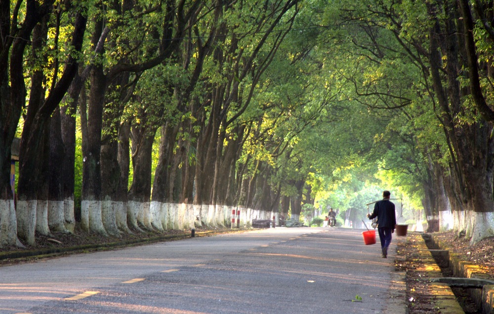 樟林春景 摄影 聚云山客