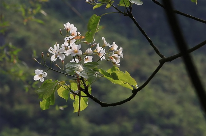 油桐花2 摄影 mjpan