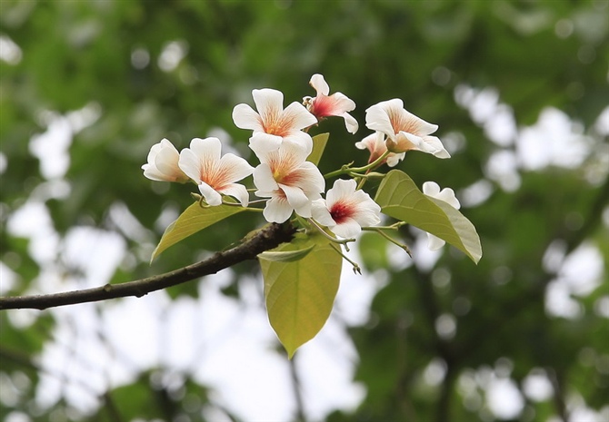 油桐花1 摄影 mjpan