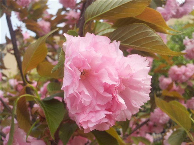 花花 摄影 一场邂逅