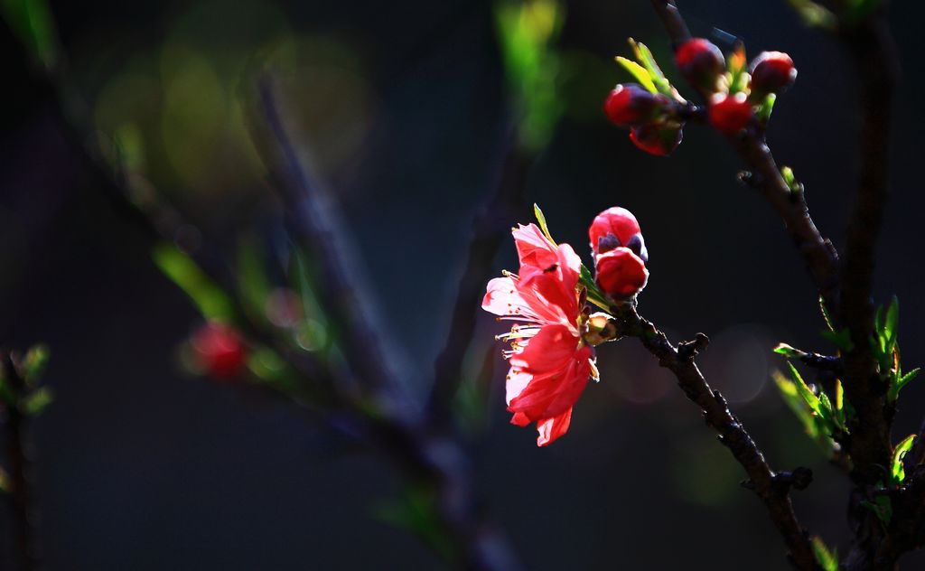 《屋后桃花三两枝》4——点击放大 摄影 残月晓风