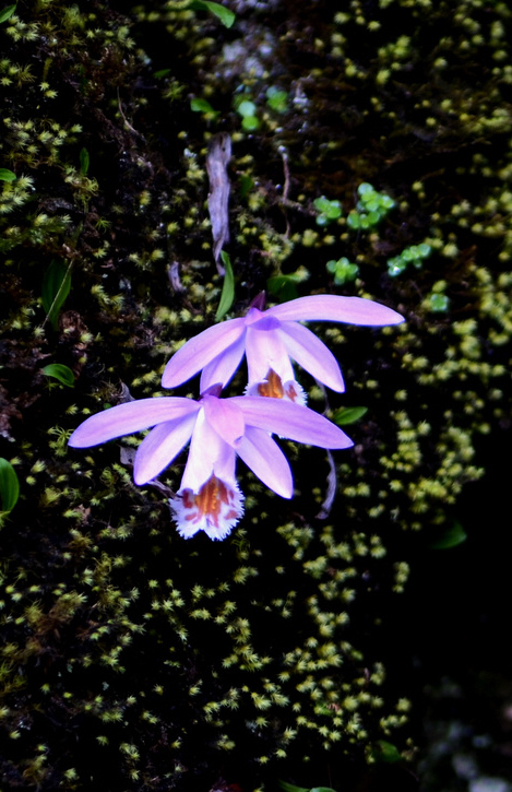 峭壁红花独自开 摄影 远山湖泊