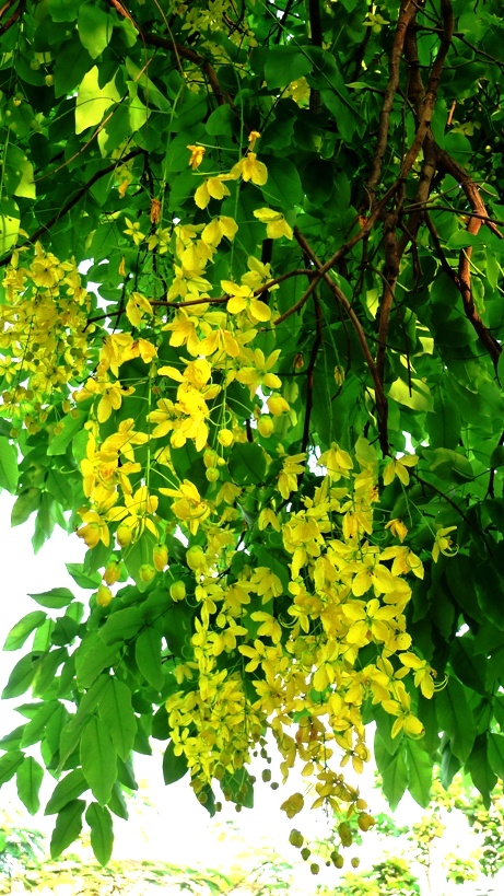 树上花开 摄影 西窗听雨