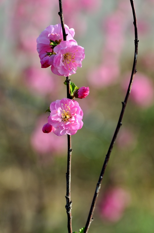 花 摄影 海逍遥