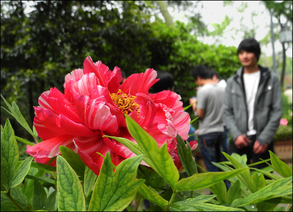 赏花时节 摄影 老尼康