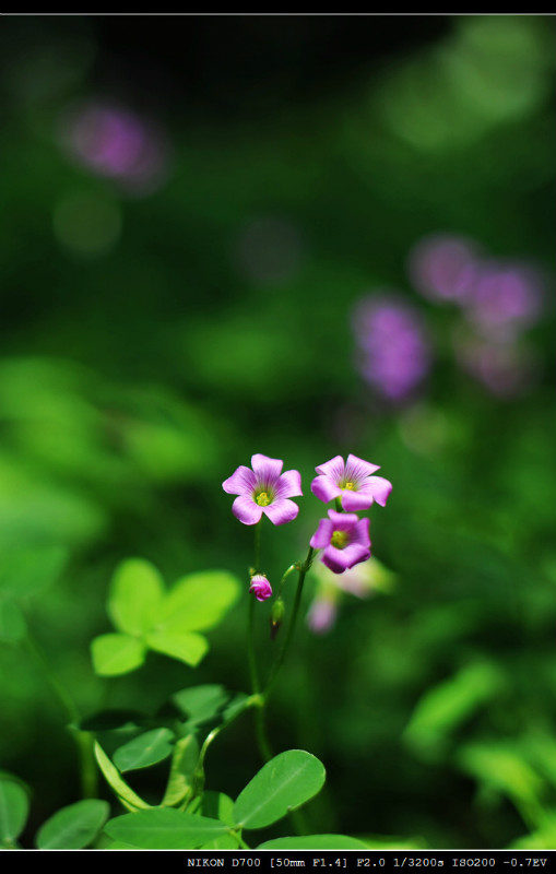 路边小花 摄影 新寮人