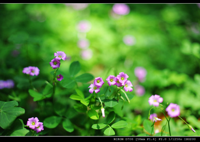 路边小花 摄影 新寮人