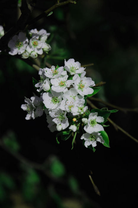 春暖花开 摄影 强老哥