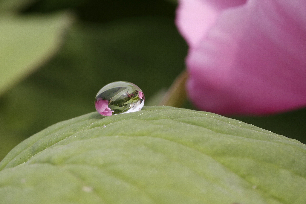 【水珠里有牡丹】 摄影 二指禅