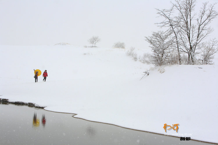 雪原丽影 摄影 岳桦