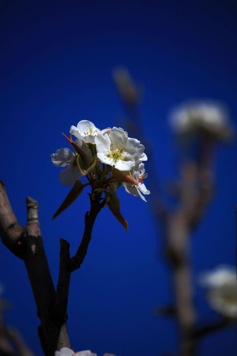 春暖花开 摄影 强老哥