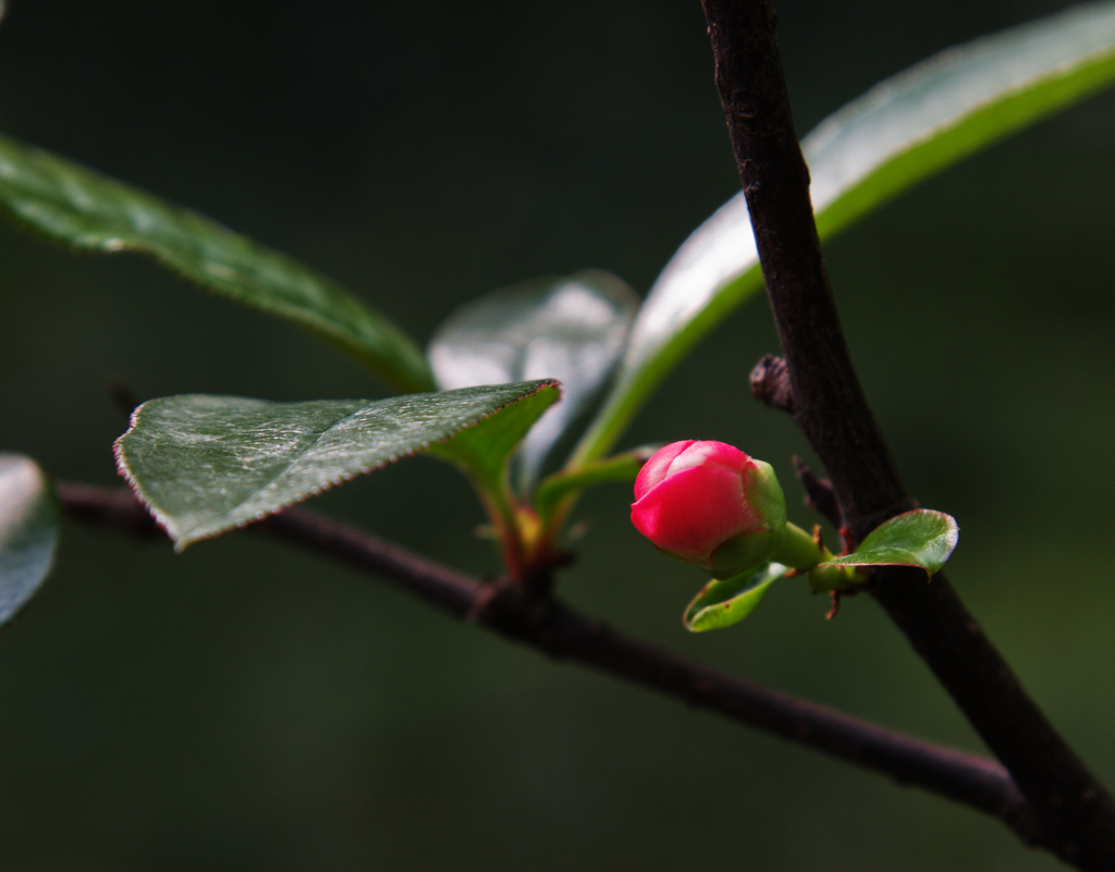 花蕾 摄影 老士兵