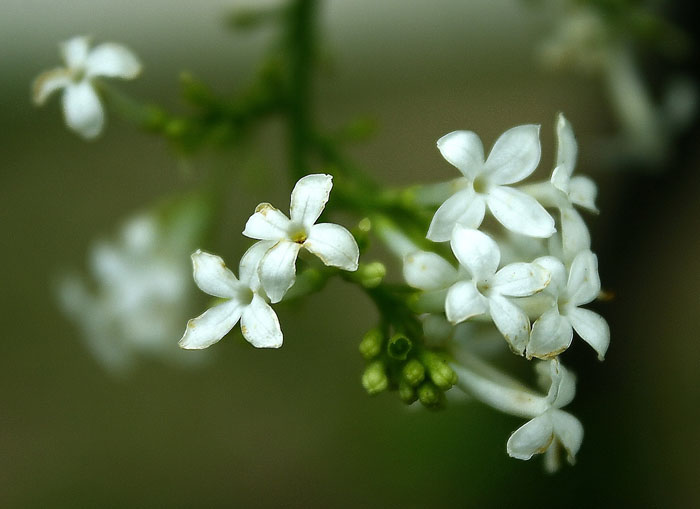 丁香花 摄影 跟风追影