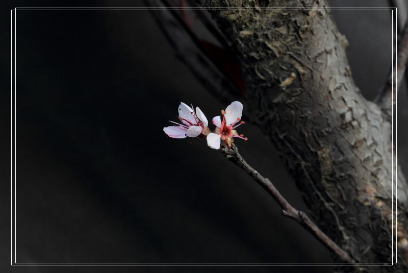 花 摄影 风采陈