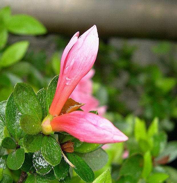 雨后的萌动 摄影 西风胡杨