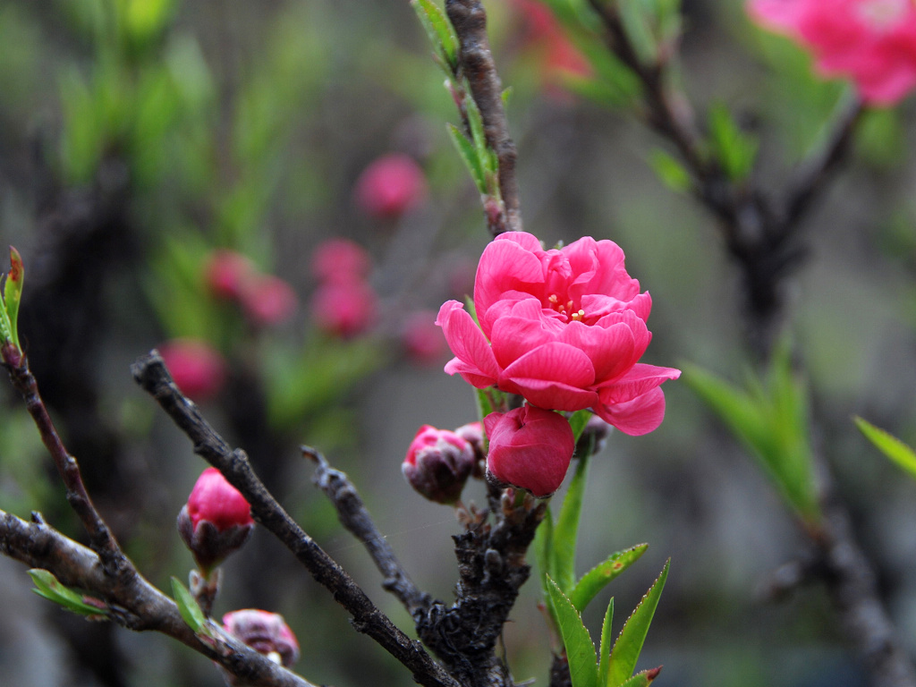 峡谷里的山茶花 摄影 xkk