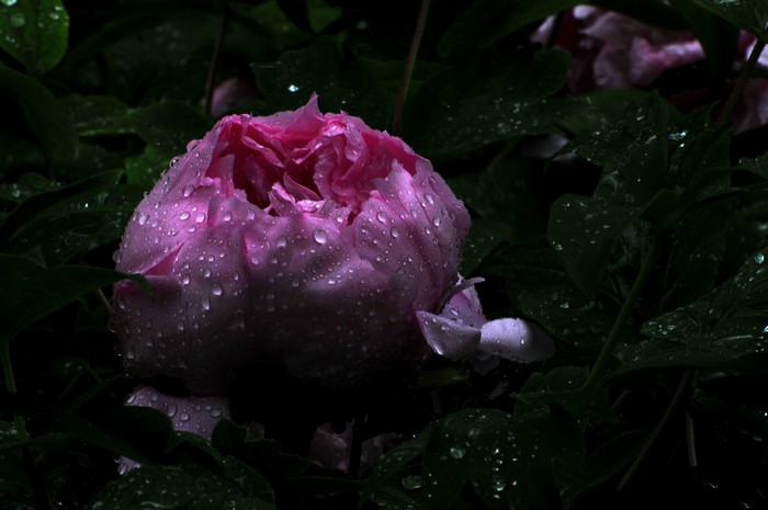 花·雨 摄影 北京杰克