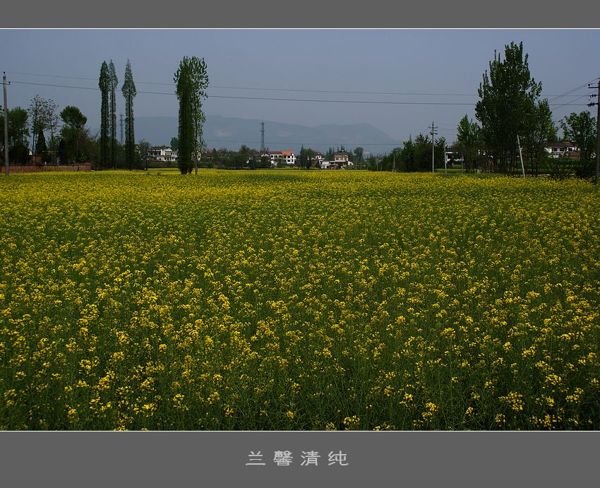 油菜花田 摄影 兰馨清纯