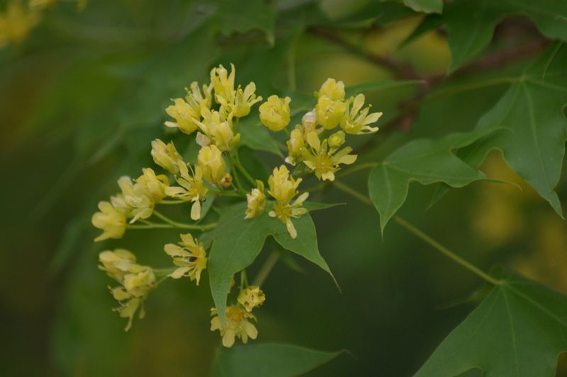 小黄花 摄影 英子的秋天