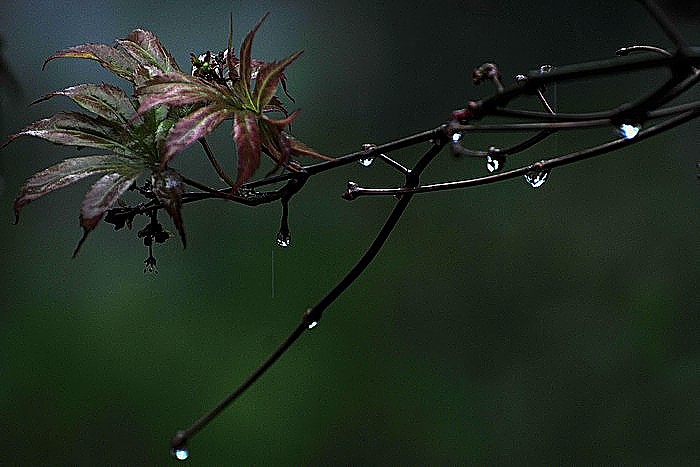 雨 摄影 北京杰克