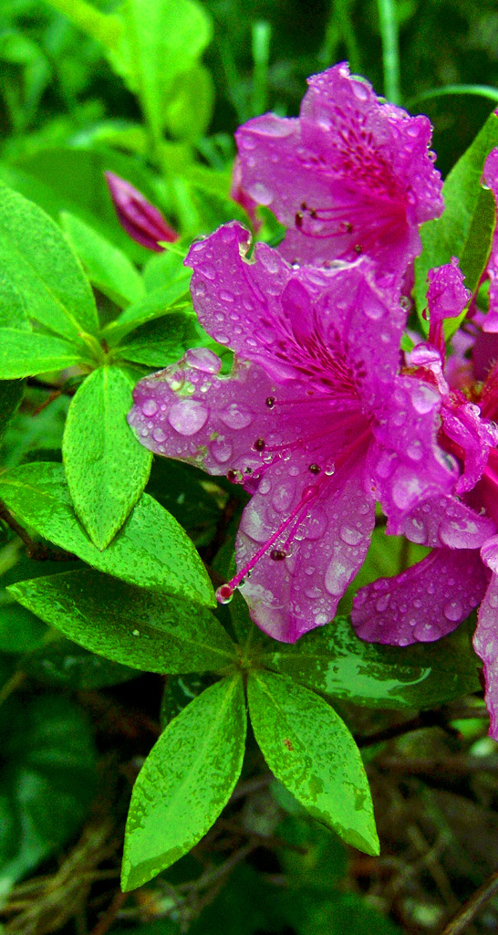 雨酥花娇 摄影 异乡影迷