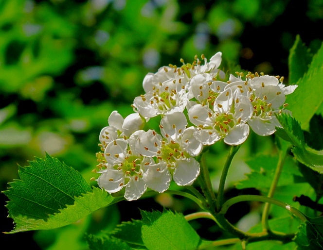 山楂花 摄影 溪旁老树