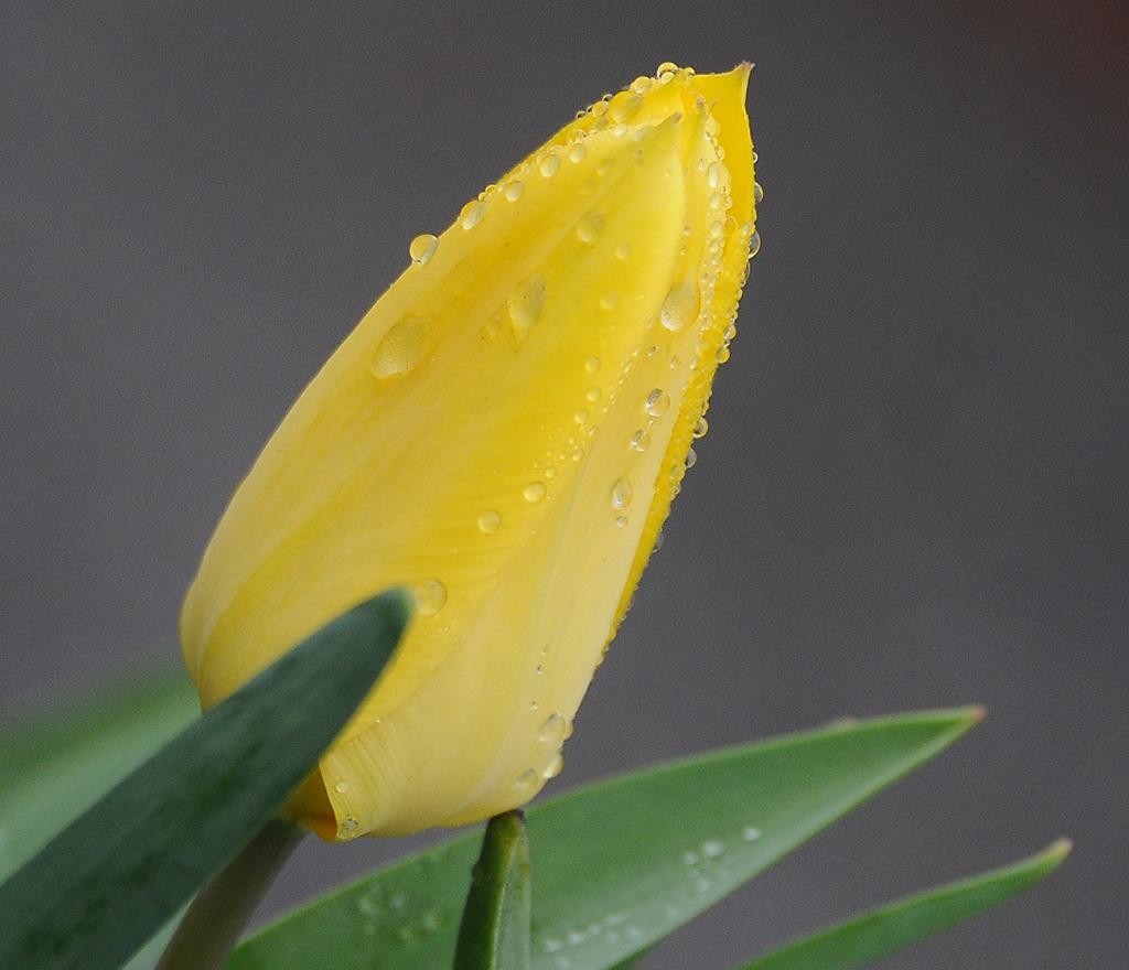 雨后 摄影 颖画