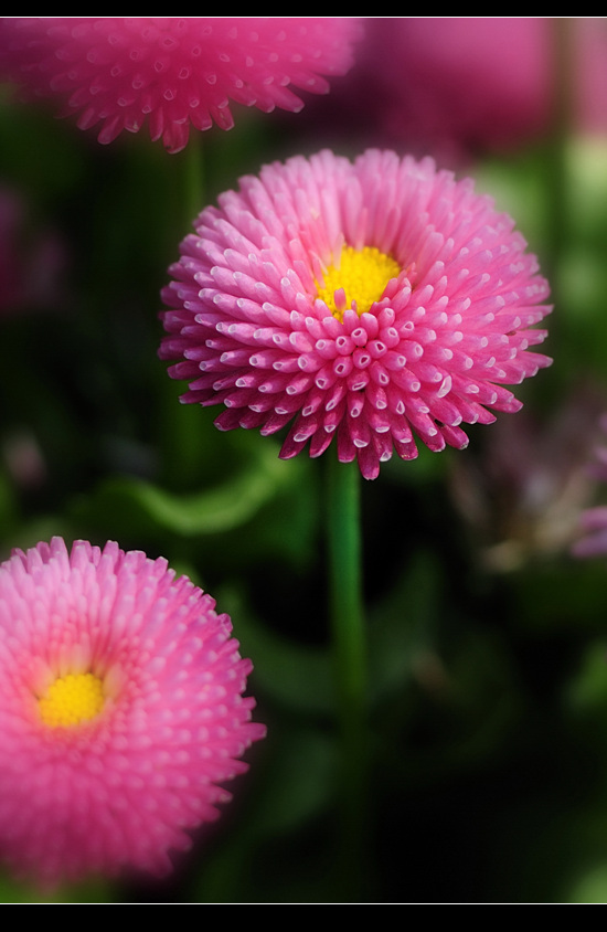 雏菊 摄影 黄河浪