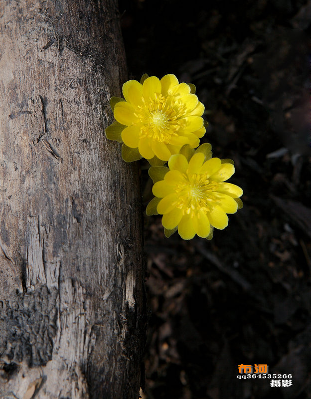 冰凌花 摄影 岳桦