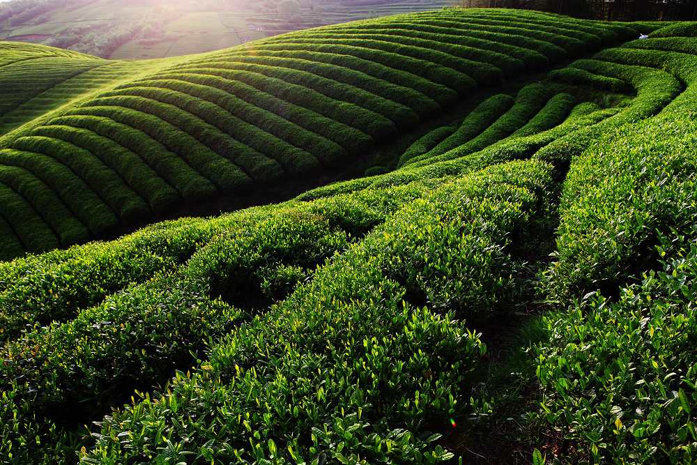 茶园风光 摄影 鹿山老人