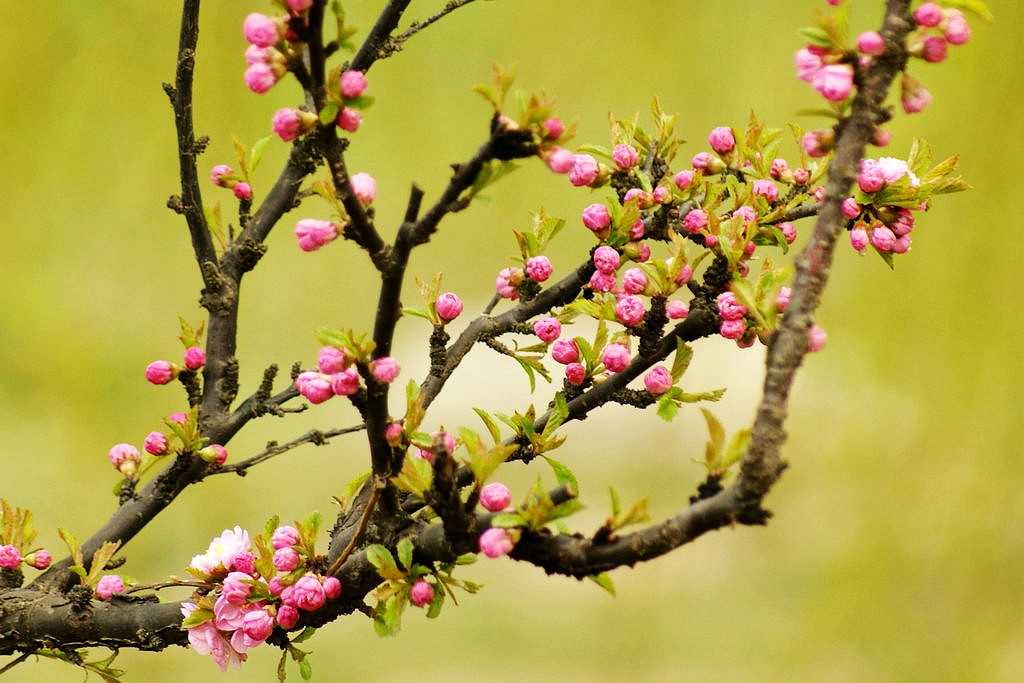 节日 祝福 摄影 斓懿