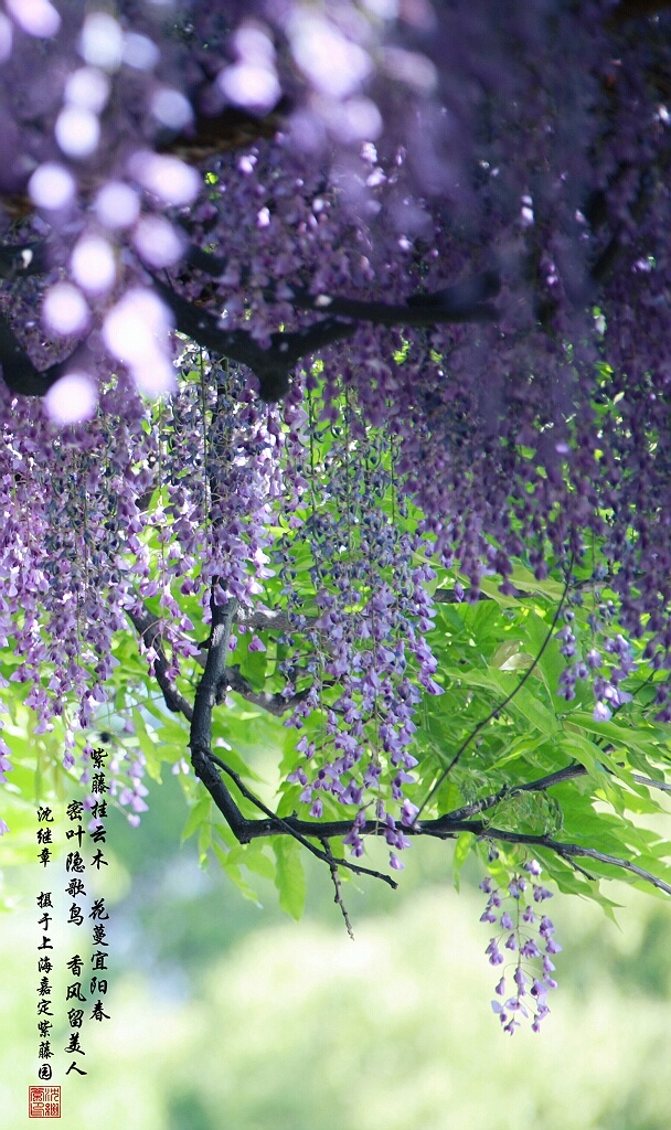 【春风吹尽紫藤花】 摄影 shenjizhang