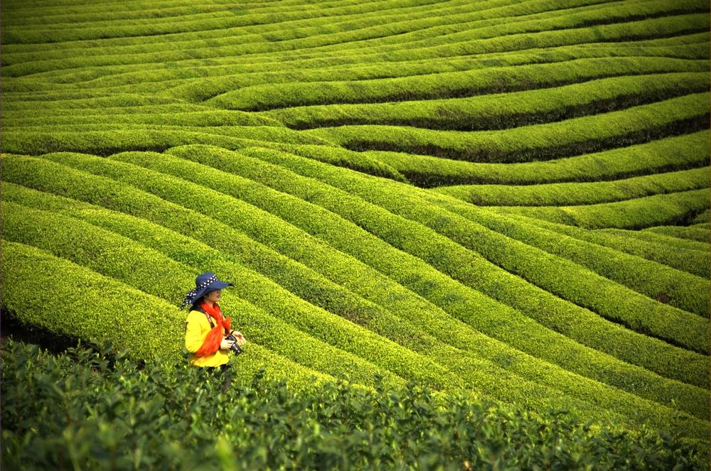 茶园春色 摄影 温馨